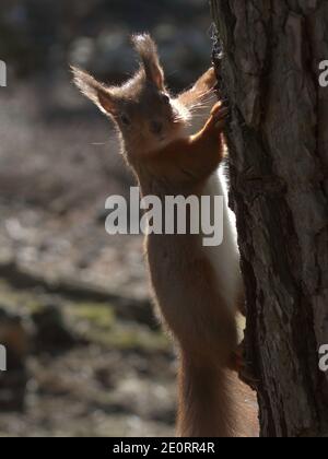 Una foto retroilluminata di uno scoiattolo rosso europeo Foto Stock