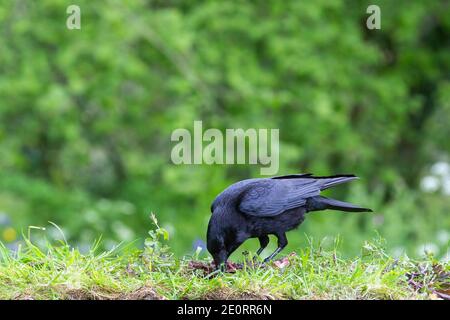 Corvo di Carrion [ Corvus corone ] che si nutra sulla carcassa con sfondo fuori fuoco Foto Stock