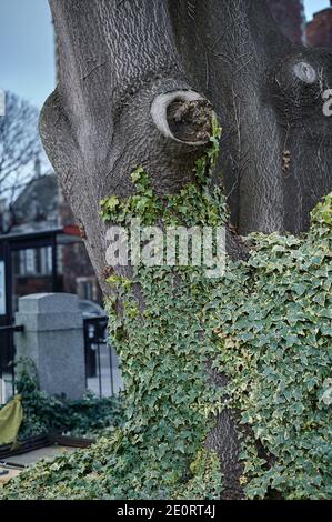 Edera inglese avvolta intorno ad un tronco di albero che mostra la corteccia testurizzata in inverno con un background cittadino Foto Stock