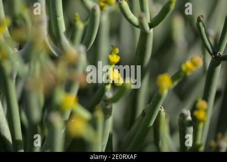 Flora di Gran Canaria - Euphorbia afilla, sprite senza foglie originaria delle Isole Canarie Foto Stock