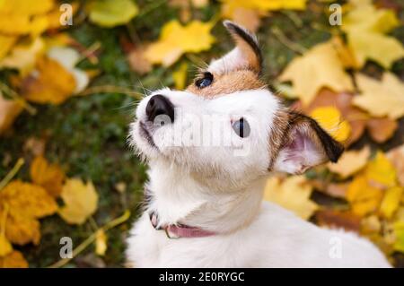Jack Russel terrier cucciolo seduto su foglie di autunno giallo, guardando fino alla macchina fotografica Foto Stock