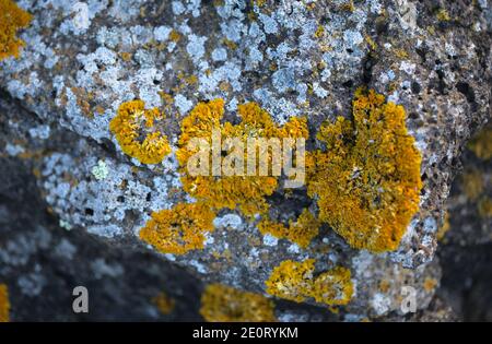 Giallo brillante arancio Calolacca marina aka Orange Sea Lichen sulla roccia, recenti piogge hanno ravvivato il corpo vegetativo, macro sfondo naturale Foto Stock