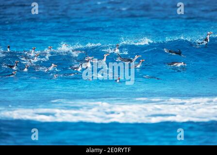 I pinguini di Gentoo (Pygocelis papua papua) nuoto, Sea Lion Island, Isole Falkland, Sud America Foto Stock