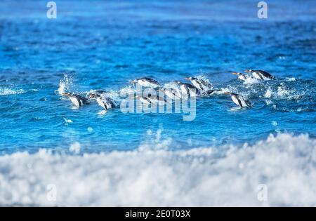 I pinguini di Gentoo (Pygocelis papua papua) nuoto, Sea Lion Island, Isole Falkland, Sud America Foto Stock