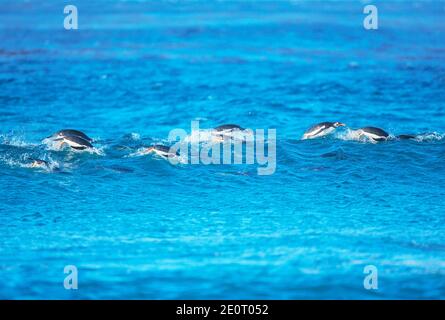 I pinguini di Gentoo (Pygocelis papua papua) nuoto, Sea Lion Island, Isole Falkland, Sud America Foto Stock