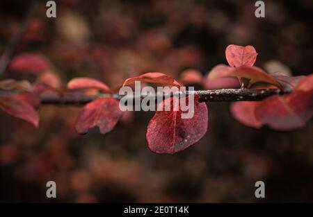 foglie rosse in autmun Foto Stock