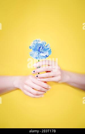 Mani femminili che tengono il fiore blu di garofano Foto Stock