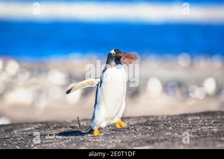 Pinguino Gentoo (Pigocelis papua papua), con materiale di nidificazione, Isola dei leoni marini, Isole Falkland, Sud America Foto Stock