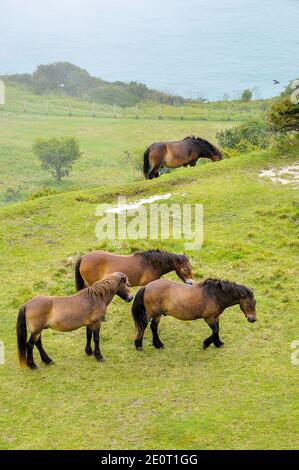 Prateria sopra le bianche scogliere di dover con cavalli conservazione pascolo. Misty foggy sulla Manica. Nebbia di mare. Exmoor ponies pascolo Foto Stock