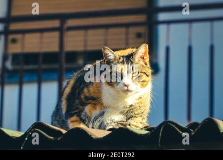 Gatto colorato seduto sul tetto Foto Stock