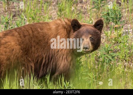 Un orso bruno giovanile, invade lungo l'autostrada dell'Alaska vicino al fiume Swift, Yukon, Canada. Foto Stock