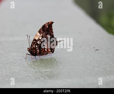 Primo piano, vista laterale di una farfalla Hypna clytemnestra, conosciuta anche come Jazzy Leafwing, marmorizzata Leafwing o Silver Studded Leafwing, seduta su un cem Foto Stock