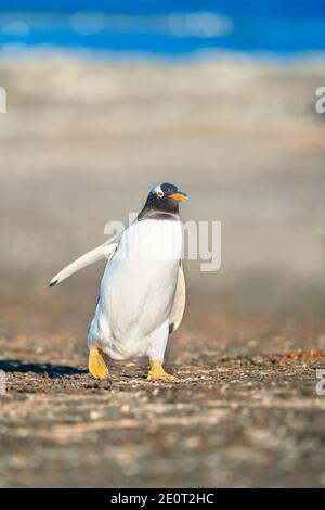 Gentoo Penguin (Pygocelis papua papua) Walking, Isola dei leoni marini, Isole Falkland, Sud America Foto Stock