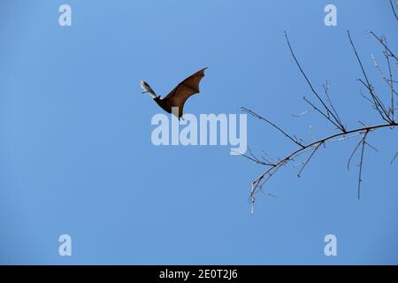 Voli Megabat in Sri Lanka Foto Stock