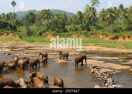 Elefanti asiatici nella fauna selvatica dello Sri Lanka Foto Stock