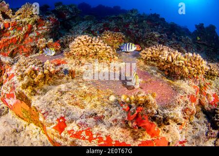 Tre uomini del sergente Indo-Pacifico maggiore, Abudefduf vaigiensis, tendono alla loro massa di uova viola, Hawaii. Foto Stock