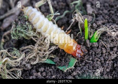 Larva di Zabrus tenebrioides Goeze è una specie di nero Barbabietole macinate Carabidae Foto Stock