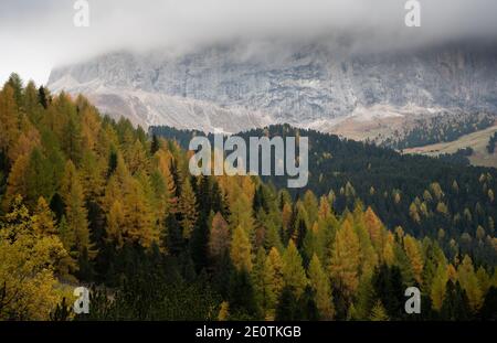 Larici gialle che illuminano sul bordo della montagna rocciosa. Dolomiti Italia, Europa Foto Stock