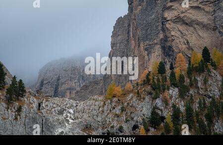 Larici gialle che illuminano sul bordo della montagna rocciosa. Dolomiti Italia, Europa Foto Stock