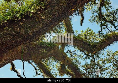 La felce di resurrezione cresce su un albero di quercia vivo, 9 agosto 2017, a Mobile, Alabama. La felce resurrection prende il nome dalla sua tolleranza alla siccità. Foto Stock