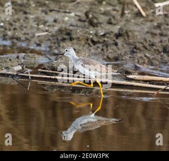 Una maggiore gamba gialla che gualcia su una riva del lago Grant. Foto Stock