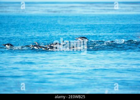 I pinguini di Gentoo (Pygocelis papua papua) nuoto, Sea Lion Island, Isole Falkland, Sud America Foto Stock