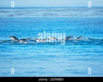 I pinguini di Gentoo (Pygocelis papua papua) nuoto, Sea Lion Island, Isole Falkland, Sud America Foto Stock