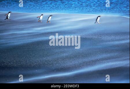 Pinguini Gentoo (Pygocelis papua papua) che camminano attraverso una tempesta di sabbia, Isola dei leoni marini, Isole Falkland, Sud America Foto Stock