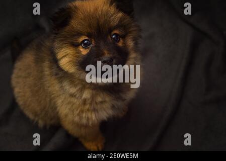 little bello cucciolo chow-chow cane peloso, shaggy cartolina cane mostra shaggy kiss cane animale chow-chow su uno sfondo grigio. Foto di alta qualità Foto Stock