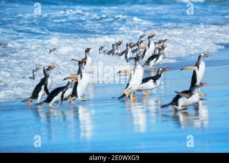 I pinguini di Gentoo (Pygocelis papua papua) uscire dall'acqua, Sea Lion Island, Isole Falkland, Sud America Foto Stock