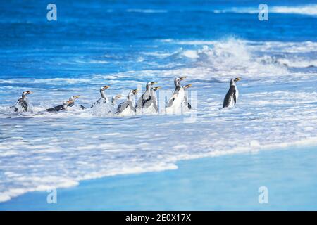 I pinguini di Gentoo (Pygocelis papua papua) uscire dall'acqua, Sea Lion Island, Isole Falkland, Sud America Foto Stock