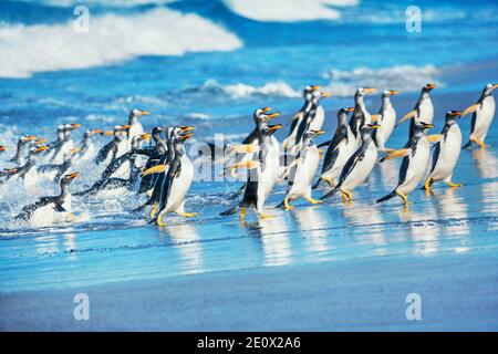 I pinguini di Gentoo (Pygocelis papua papua) uscire dall'acqua, Sea Lion Island, Isole Falkland, Sud America Foto Stock