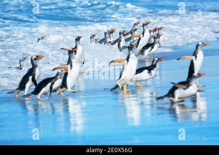 I pinguini di Gentoo (Pygocelis papua papua) uscire dall'acqua, Sea Lion Island, Isole Falkland, Sud America Foto Stock