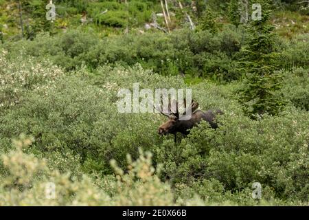 Grande toro Moose pascola su Willow in Cascade Canyon of Parco nazionale di Grand Teton Foto Stock