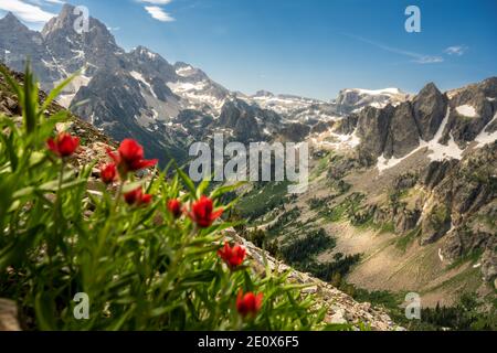 Guardando oltre la gamma di Teton dai fiori di Paintbrush sul Paintbrush Divide Trail in estate Foto Stock