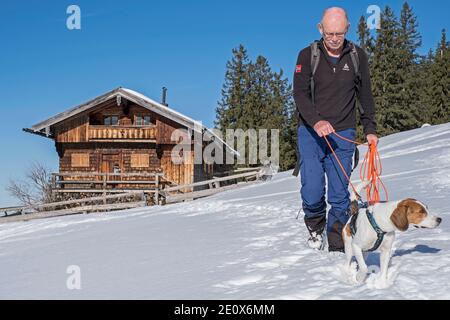 In inverno, Beagle cammina con il suo proprietario passando i Bodenalmen alla cima del Bodenschneid Foto Stock