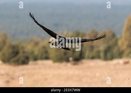 corvo volante corvus corone Foto Stock