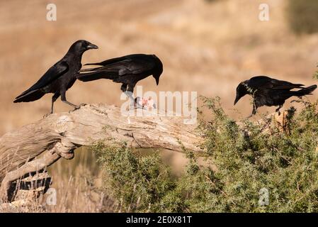 gruppo di corvo corvus corone Foto Stock