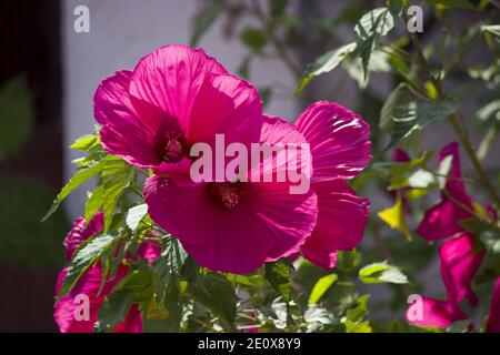 Rosa Malva Silvestris. Fioritura muschio malva alcea, tagliato-lievitato, vervain o hollyhock in estate Foto Stock