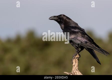 raven arroccato corax uccello nero corvus Foto Stock