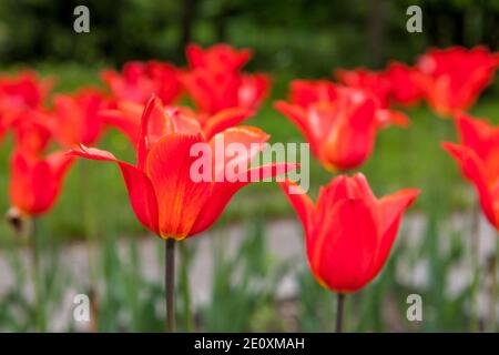 "Typhoon" giglio fiorito, Tulip Liljetulpan (Tulipa gesneriana) Foto Stock