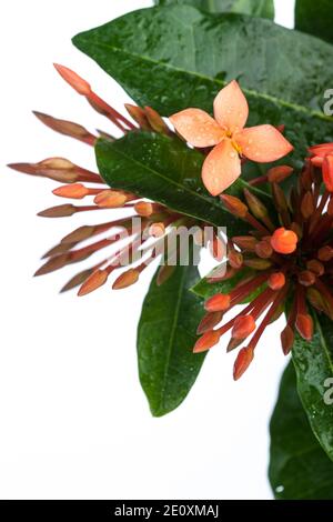 Jungle fiamma, Eldboll (Ixora coccinea) Foto Stock