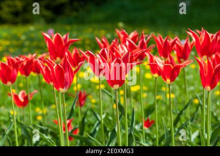 'Aladdin' giglio fiorito, Tulip Liljetulpan (Tulipa gesneriana) Foto Stock