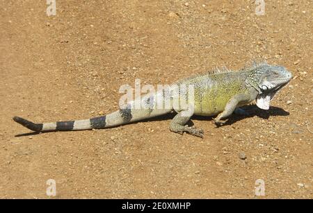 Un iguana con strisce nere che camminano a terra Foto Stock