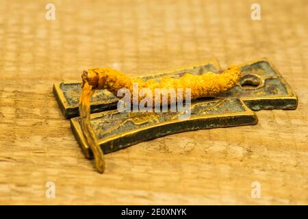 Caterpillar Fungus, Medicina della Medicina tradizionale Tibetiana Foto Stock