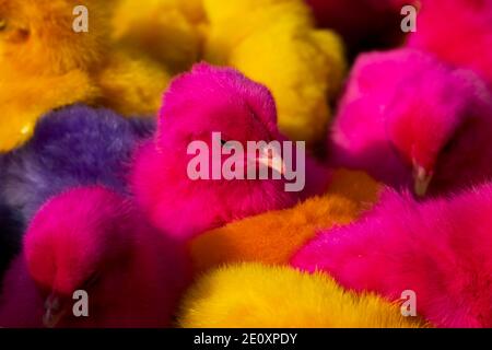 Alcuni piccoli pulcini multicolori che dormono da vicino Foto Stock