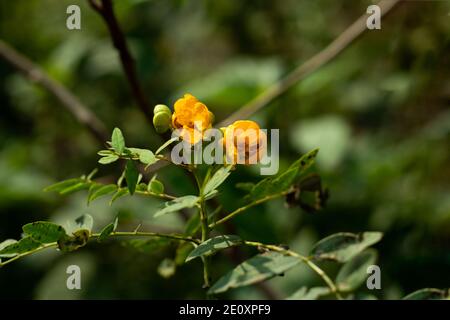 Senna corymbosa o Argentino senna fiore giallo e famiglia di Leguminosae Foto Stock