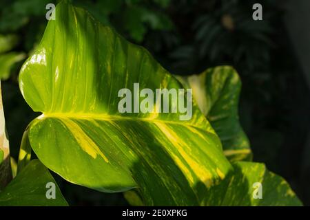 Decorazione a foglie di filodendro variegato o piante di Epipremnum pinnatum Foto Stock