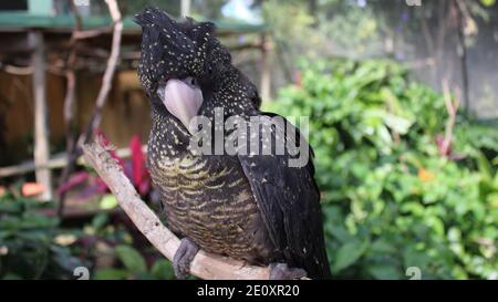 Red-Tailed Cacatua nero Foto Stock