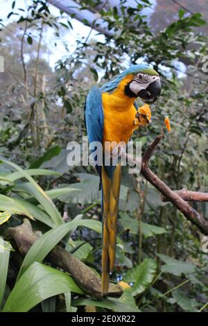Vista completa della cucina di Macaw Blue-Yellow Foto Stock